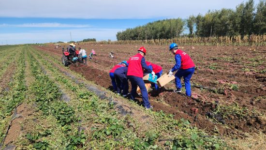 国网沈阳供电公司“大梁”共产党员突击队队员们在地瓜种植园与农户们一同秋收 国网沈阳供电公司“大梁”共产党员突击队队员们在地瓜种植园与农户们一同秋收