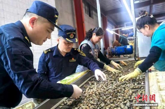 图为海关关员对出口活杂色蛤进行现场检疫监管。 白莹莹 摄 图为海关关员对出口活杂色蛤进行现场检疫监管。 白莹莹 摄