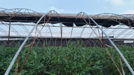 宽甸古楼子乡蓝莓闯出北方浆果特色路