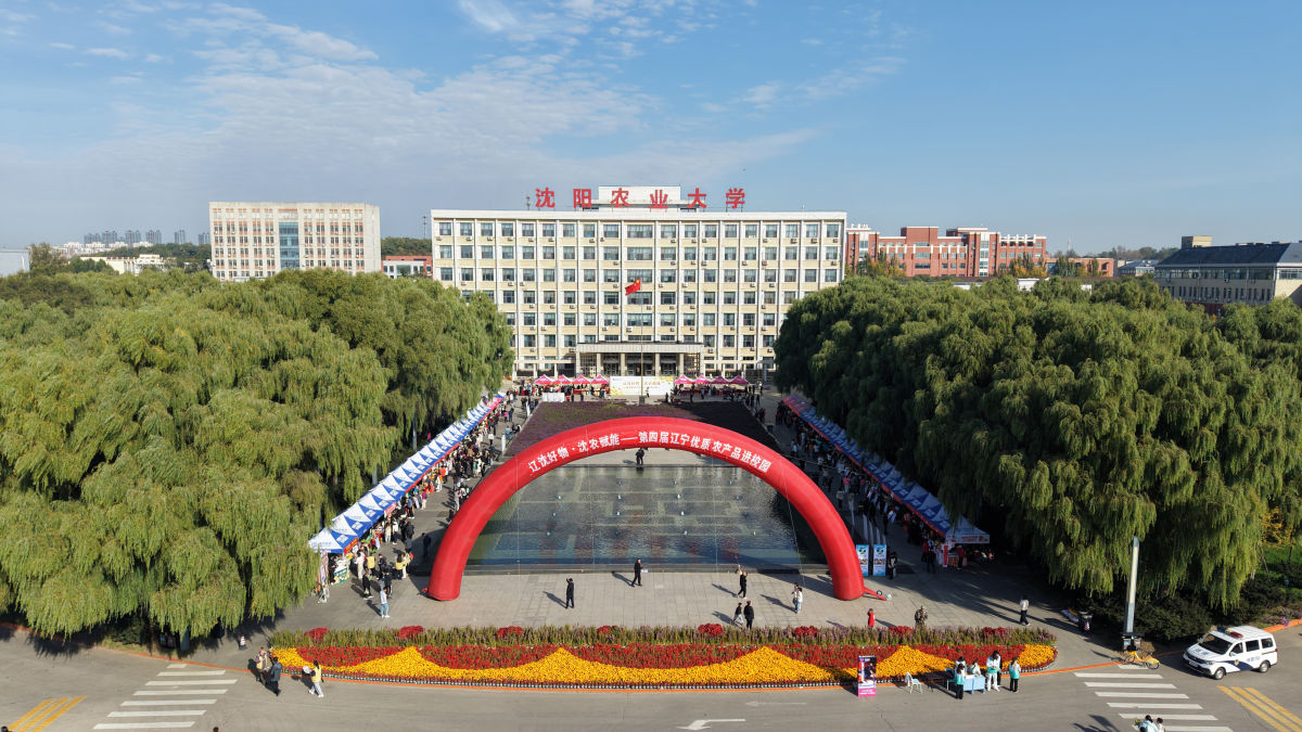 沈阳农大银杏季：一条银杏大道，串起校园秋色与黑土地丰收