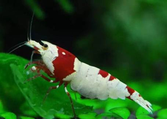 东北新闻网:水晶虾银河鱼骨将亮相沈阳水族文