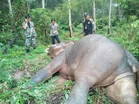 泰国一头20岁野生大象死亡 身上8处遭子弹击打