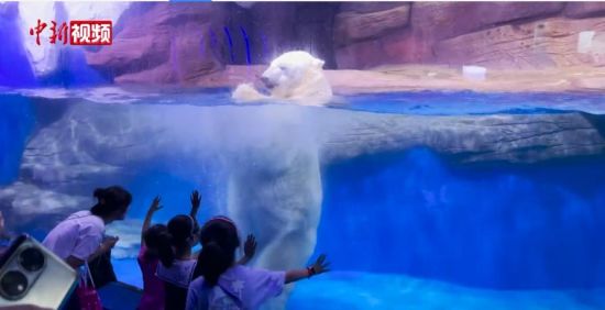 沈阳：“呆萌”北极熊单腿站立吃饭引游客围观
