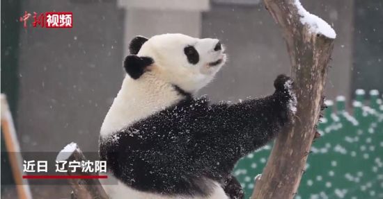 沈阳大熊猫雪中撒欢、打滚、思考“熊生”