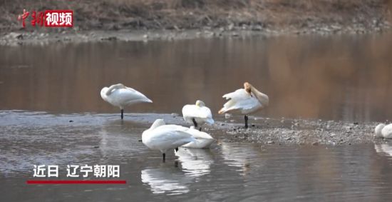 �����޶�